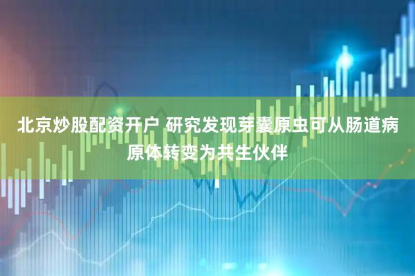 北京炒股配资开户 研究发现芽囊原虫可从肠道病原体转变为共生伙伴